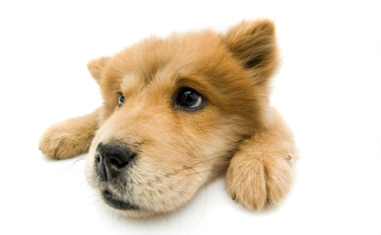 dog deletes files