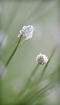 flower macro photography