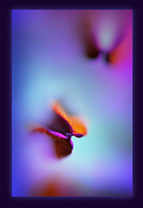 mist-eries - alexandra morrison photographic artist