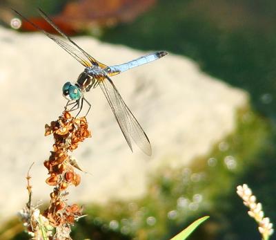 Captured On Landing Pad.