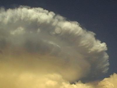 The Mushroom