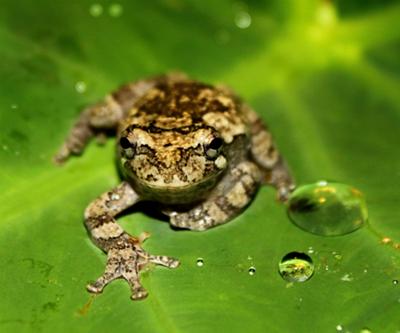Froggy's little toes