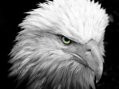 Eagle