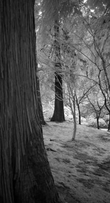 Peek from Behind a Tree