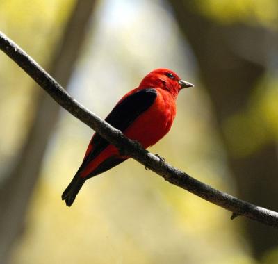 Scarlet Tanager