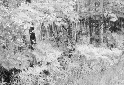 At the edge of the forest