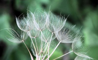 Weeds