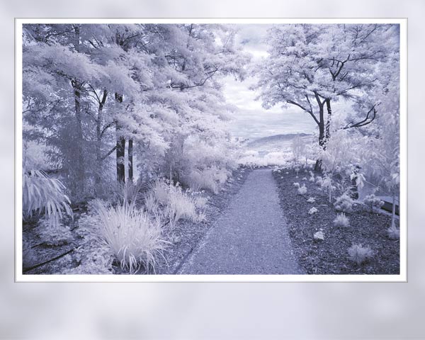 PPOC Manitoba winner digital infrared