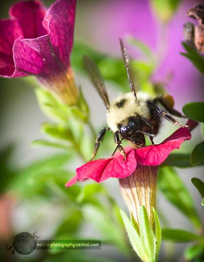 busy as a bee