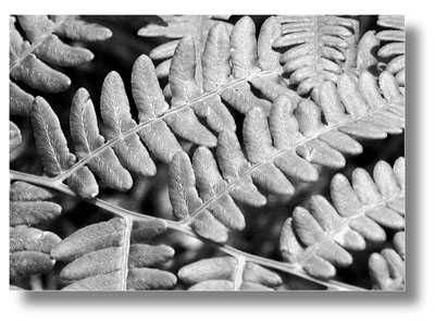 Learning black and white photography - ferns