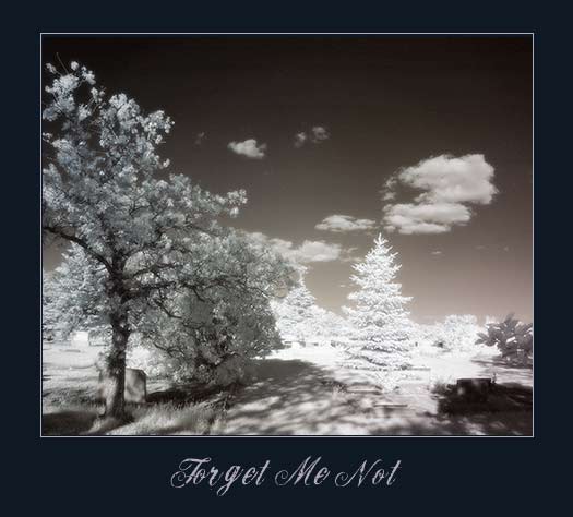 forget me not