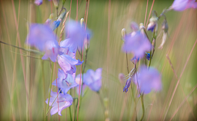 prairie harebells