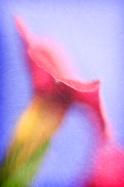 fine art textures in nature photography