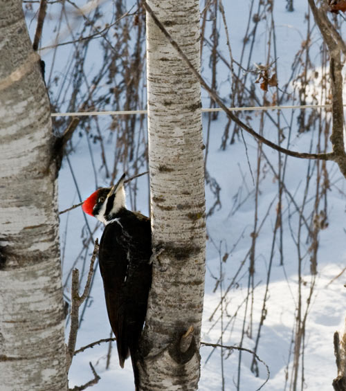 pileated woodpecker